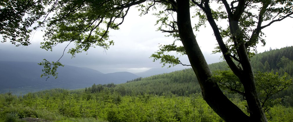 Walking trail at Whinlatter Forest