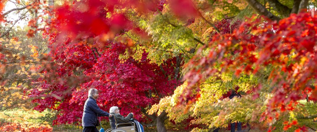 Women and women in wheelchair in the forest