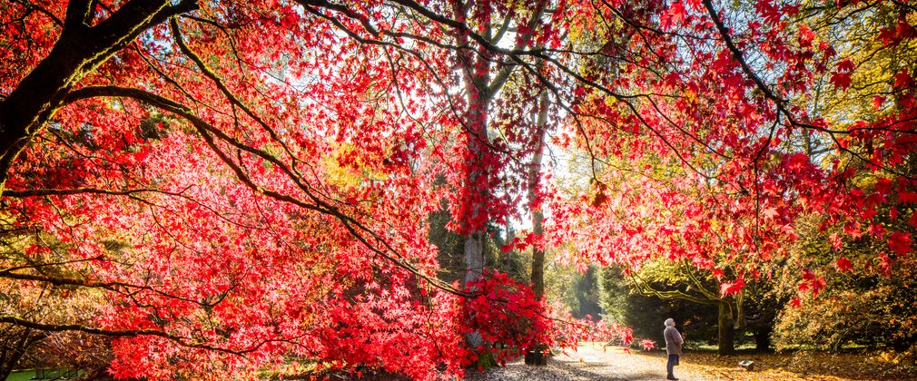 Tree in forest