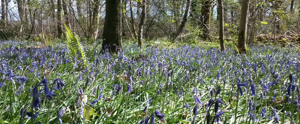 Blue flowers at Cann Wood