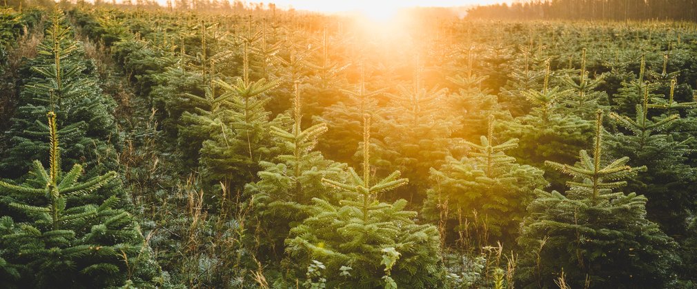 Christmas tree field sunrise