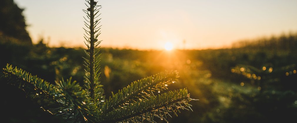 Top of christmas tree sunrise
