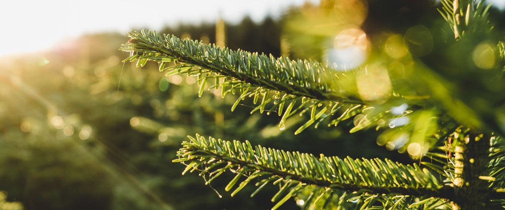 Christmas tree pine needles