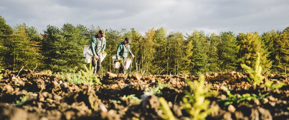 two people planting saplings