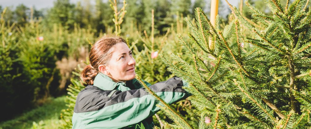 Woman selecting Christmas tree