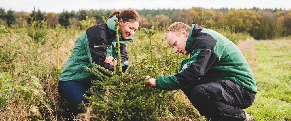 Forestry Commission staff inspecting trees for aphids