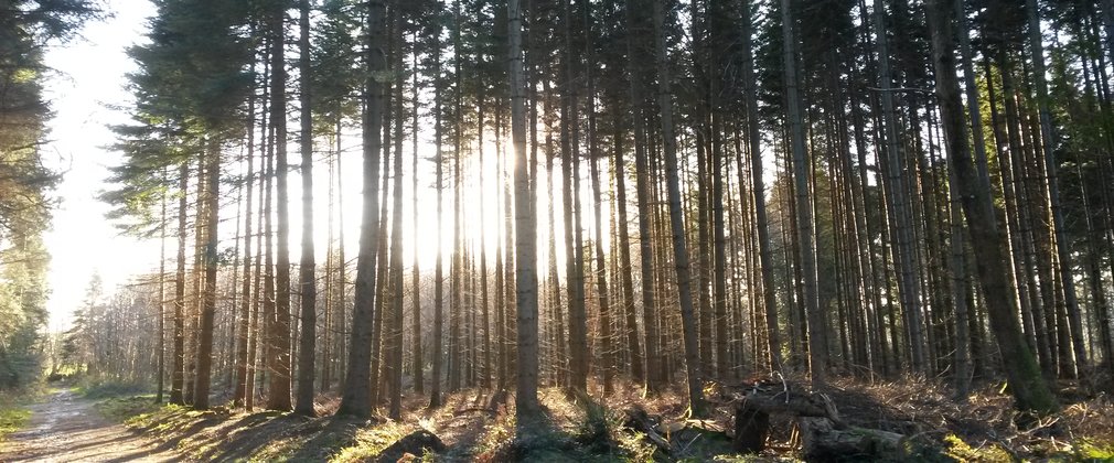 Sun shining through pine trees