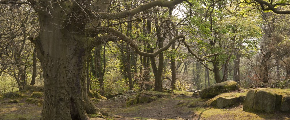 Oak in spring generic