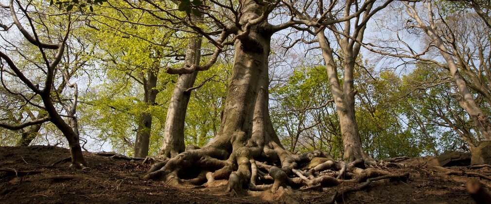 Tree with exposed roots