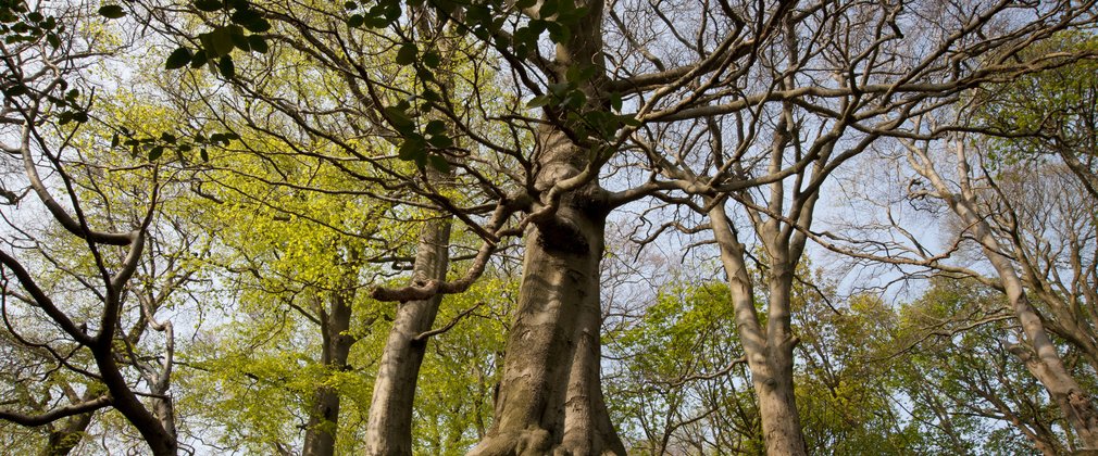 Tree with exposed roots