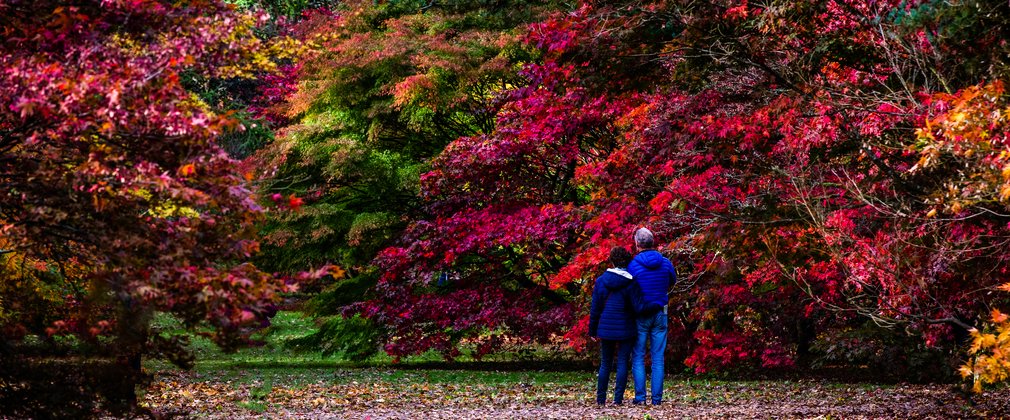 Autumn Westonbirt