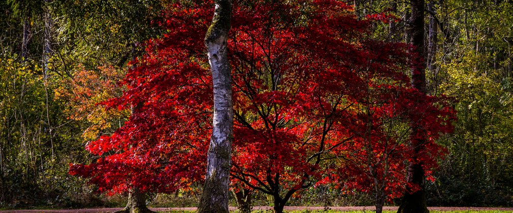 Autumn Westonbirt