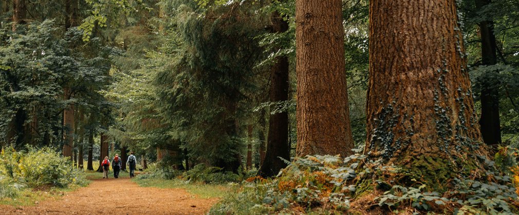 forest users walk forest trail