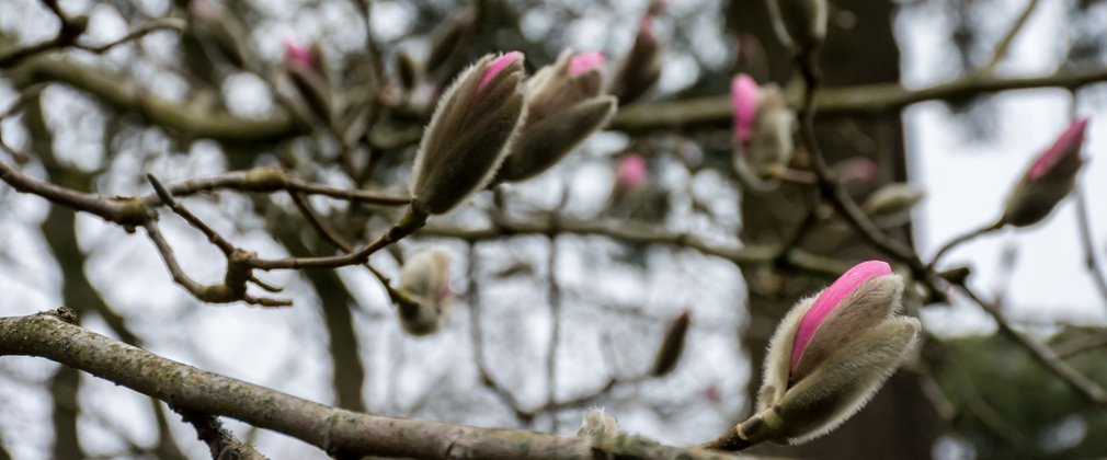 Early Spring Westonbirt
