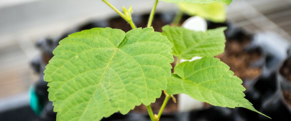 Propagation