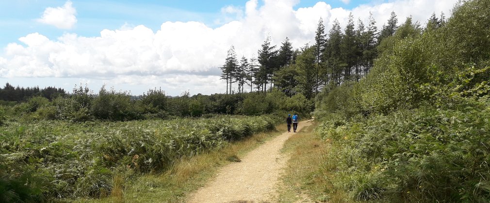 People walking in the distance on bright sunny day in the forest