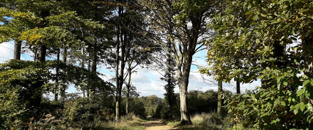 Cann Wood forest path through trees