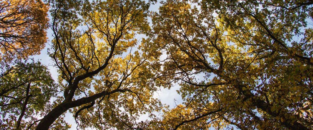Broadleaf autumn canopy