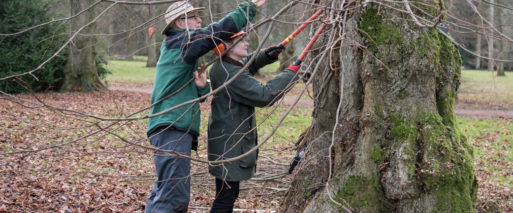 Tree Team Volunteers