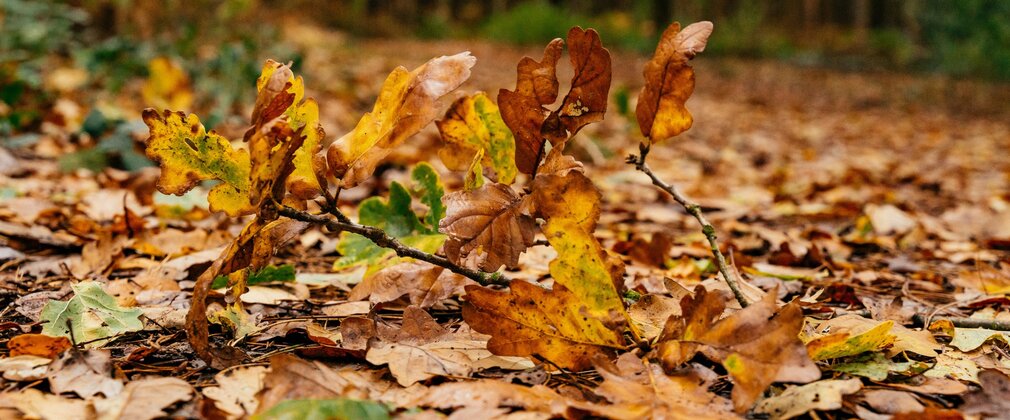 A close up on oak leaves in shades of brown, green and yellow shown on the forest floor during autumn