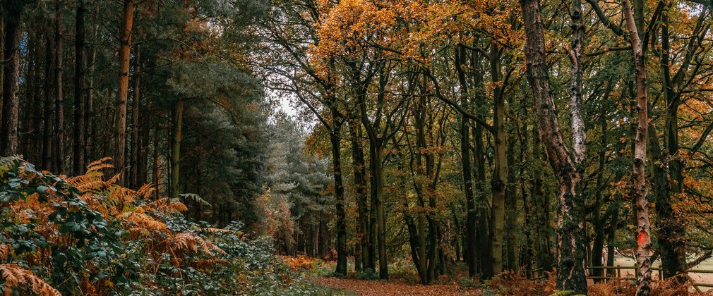 Autumnal forest scene with golden leaves on the trees and ground