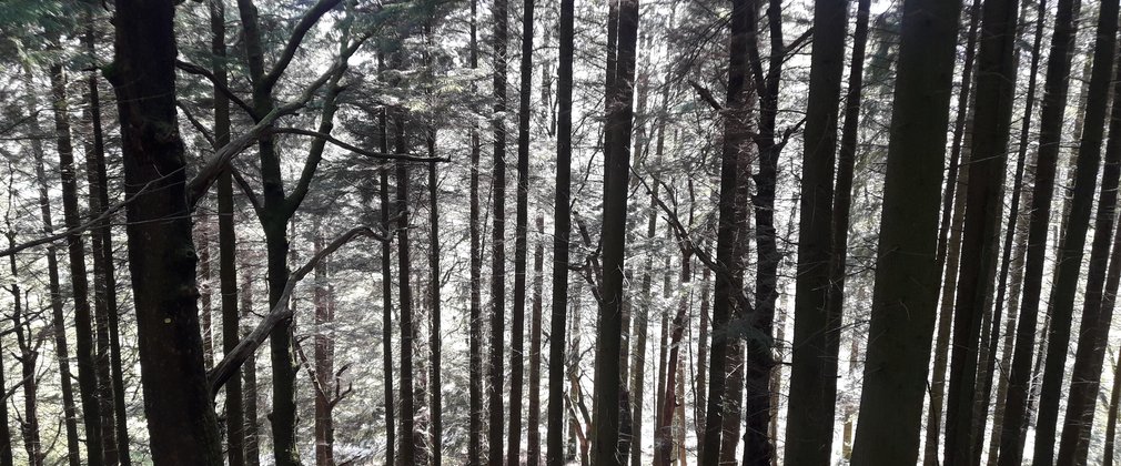 Whinlatter forest