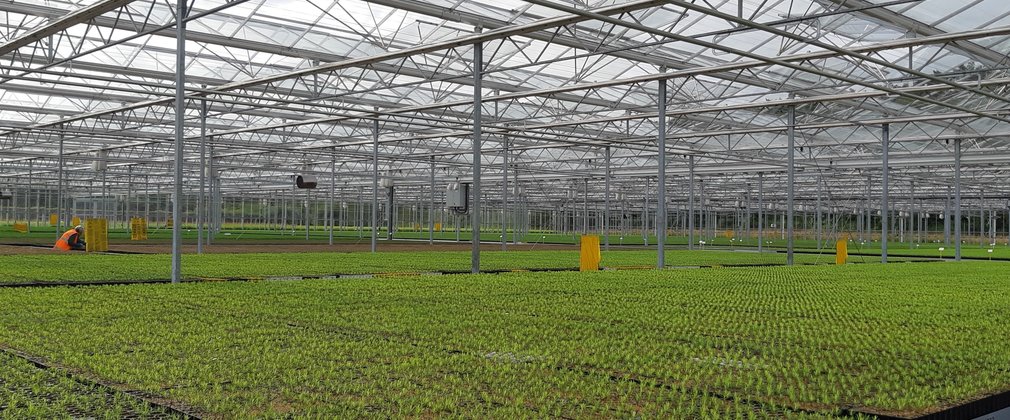 trays of tree seedlings growing in a large glasshouse