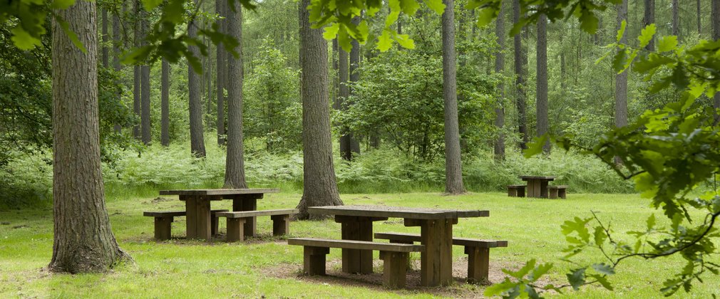 Three wooden picnic benches in a forest clearing surrounded by trees