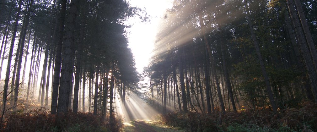 Conifer trees with light beams shining through from the sunrise