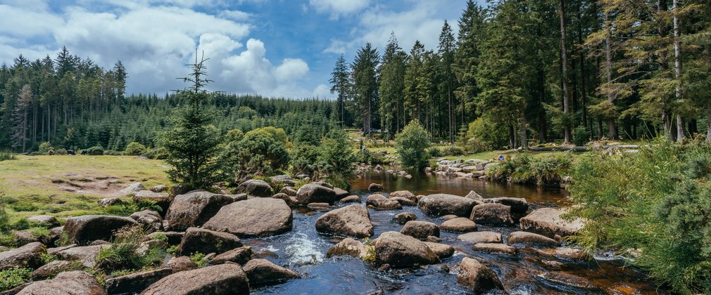 river running through a forest