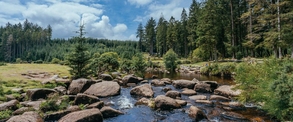 river running through a forest