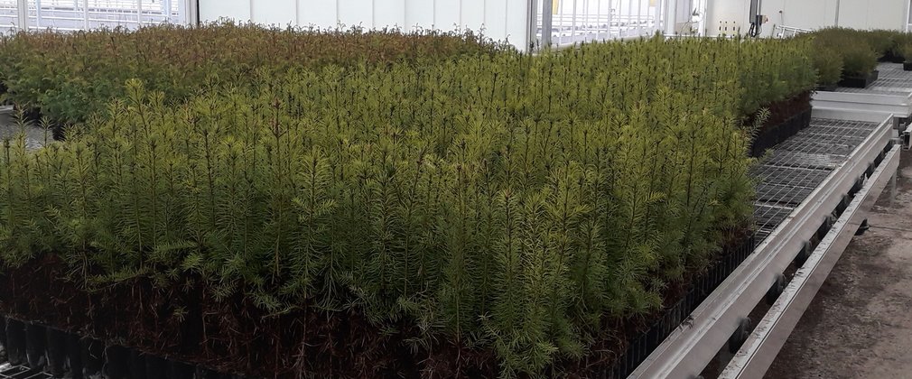 Douglas fir saplings growing in glasshouse