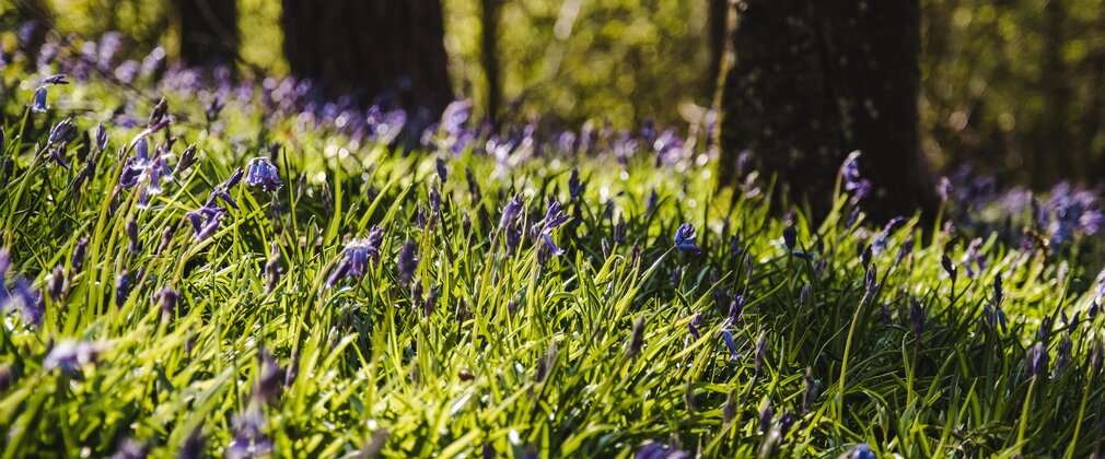Bluebells on the forest floor