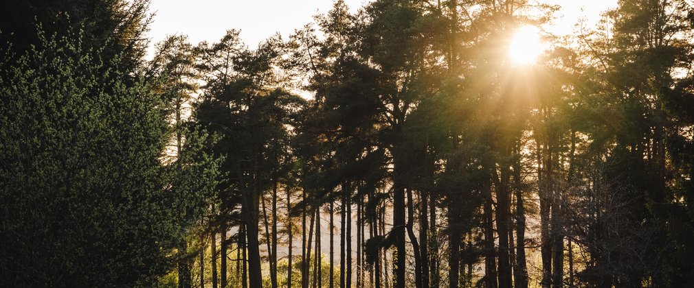 Sunlight through trees