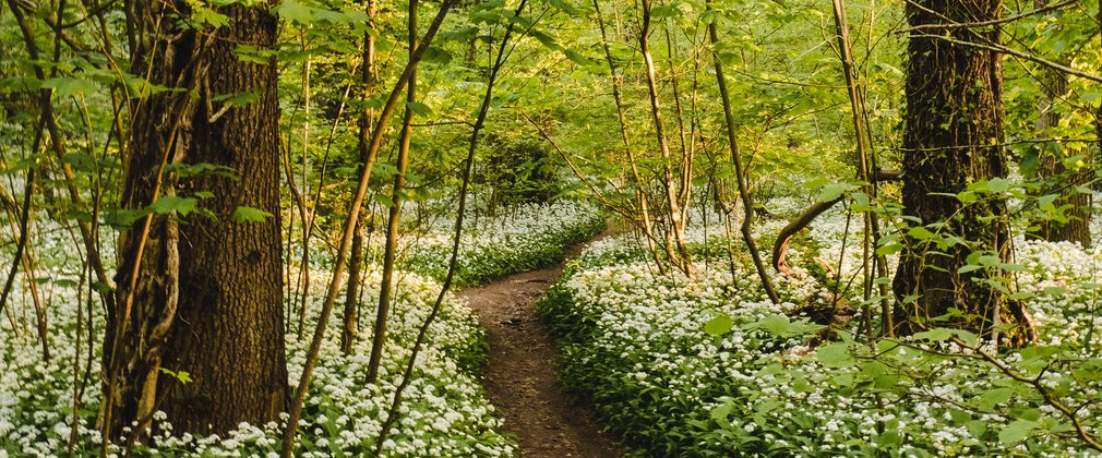 Path running through forest floor filled with wild garlic