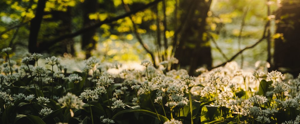 Wild garlic in spring