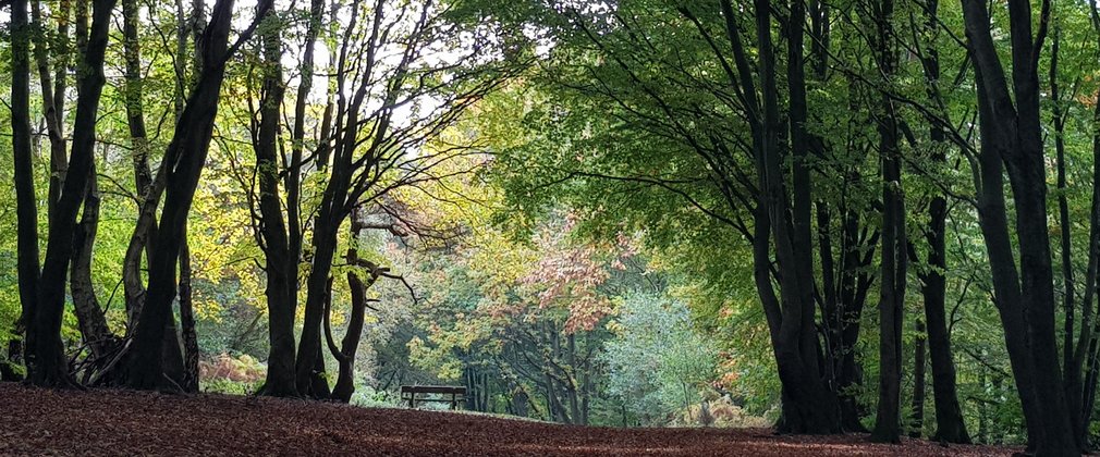 A forest glade, with an empty bench