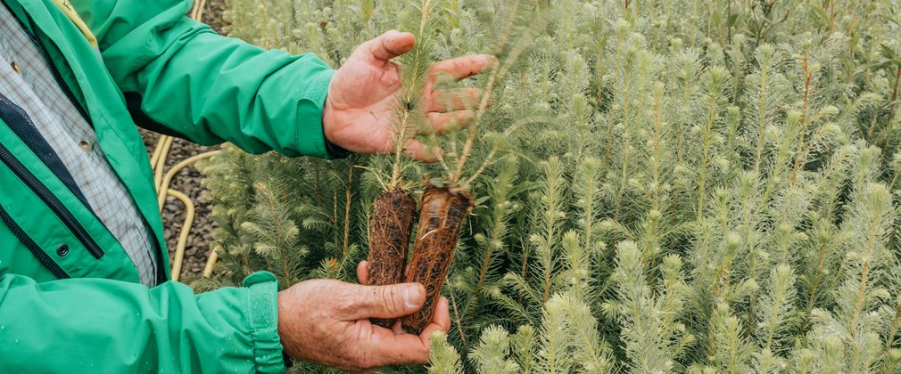 Close-up of a pair of hand holding tree seedlings