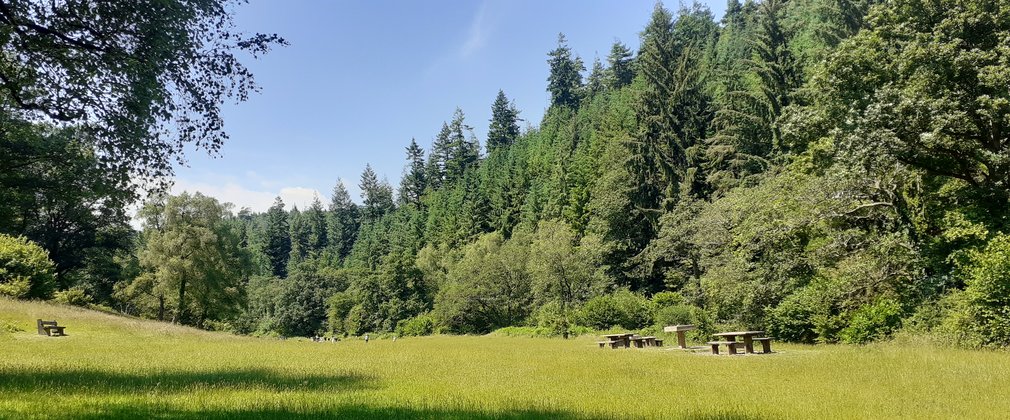 Grassy meadow surrounded by conifer trees