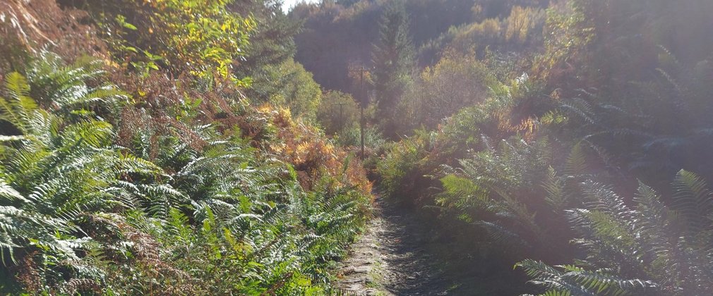 Tram road in the autumn sun