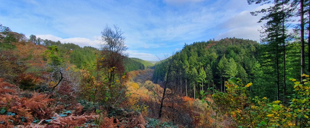 Cardinham Woods autumn viewpoint