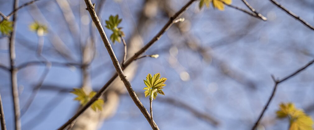 Close-up of green leaves budding on a bare branch