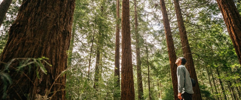 Man standing with Trees