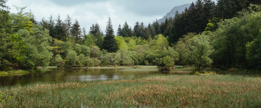 Wetland surrounded by shrubs and trees