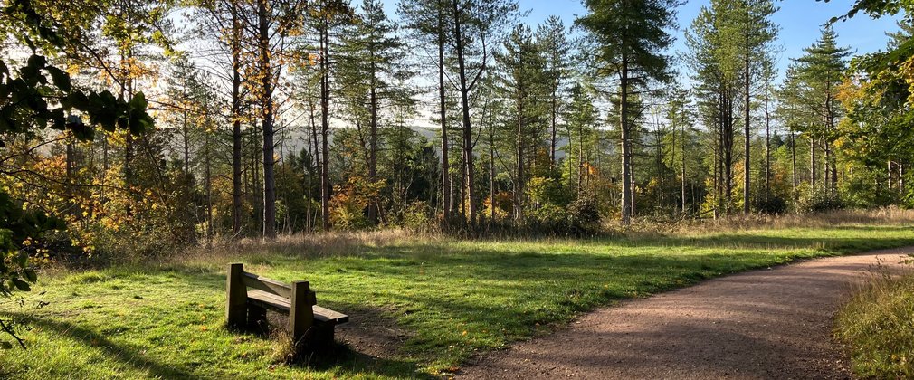 Wendover Woods