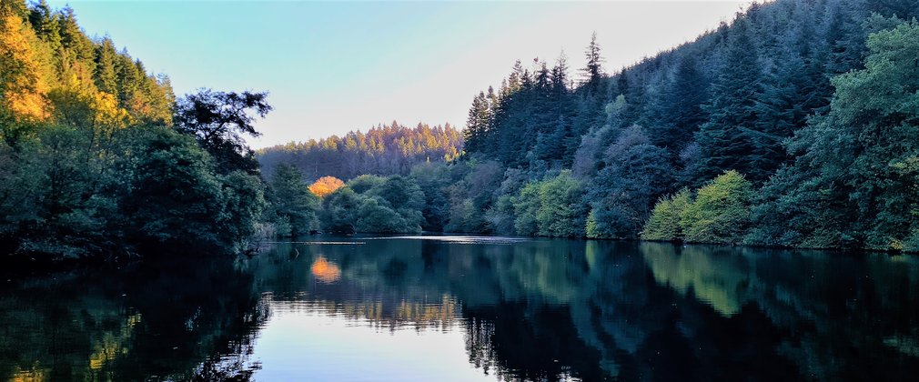 A view of a lake surrounded by forest