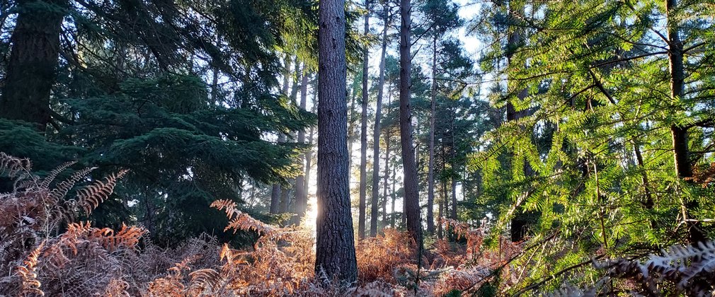 A winter sunrise in the New Forest