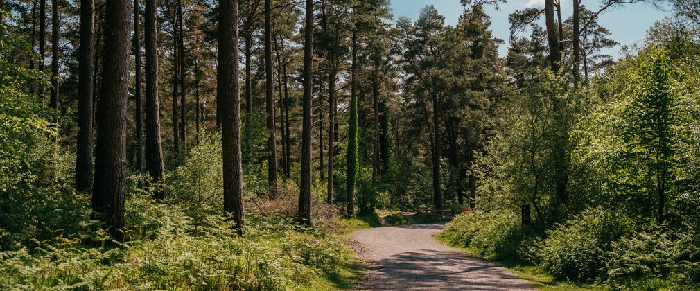 Forest path on a sunny day