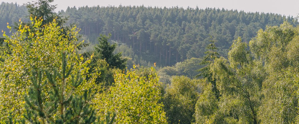 Panorama of a forest with heathland foreground