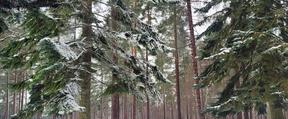 Snow covered pine trees
